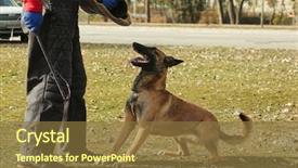  Presentation with training - Cool new presentation theme with malinois - training of working dog outdoors backdrop and a tawny brown colored foreground