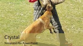  Presentation with dog training class - Beautiful PPT theme featuring malinois - training of working dog outdoors backdrop and a yellow colored foreground