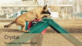  Presentation with outdoors - Theme featuring malinois - training of working dog outdoors background and a coral colored foreground
