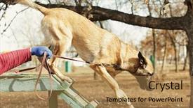  Presentation with training - Colorful PPT layouts enhanced with malinois - training of working dog outdoors backdrop and a  colored foreground