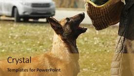  Presentation with training - Amazing slides having malinois - training of working dog outdoors backdrop and a gold colored foreground