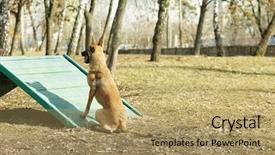  Presentation with training - Colorful slides enhanced with malinois - training of working dog outdoors backdrop and a  colored foreground