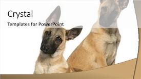  Presentation with old young - Presentation design enhanced with malinois - two young belgian shepherds sitting background and a white colored foreground