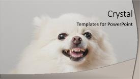  Presentation with radiology dog - PPT theme enhanced with malinois - white pomeranian dog feel angry background and a light gray colored foreground