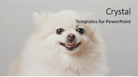  Presentation with angry - Cool new presentation theme with malinois - white pomeranian dog feel angry backdrop and a light gray colored foreground
