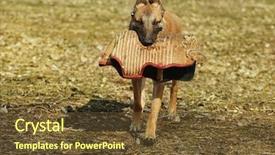  Presentation with dog sled - Audience pleasing presentation theme consisting of malinois - working dog with arm protective backdrop and a tawny brown colored foreground