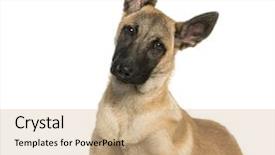  Presentation with old young - Colorful presentation theme enhanced with malinois - young belgian shepherd lying down backdrop and a coral colored foreground