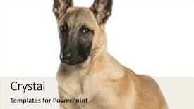  Presentation with german shepherd two young puppys - Beautiful presentation theme featuring malinois - young belgian shepherd lying down backdrop and a coral colored foreground