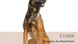  Presentation with dog - PPT theme with malinois-belgian-dog-sit-panting background and a gold colored foreground