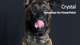  Presentation with old crumpled paper violence against women - Cool new PPT layouts with malinois dog 7 months old backdrop and a wine colored foreground