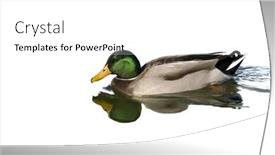  Presentation with reflection - Cool new slides with mallard drake swimming in pond backdrop and a white colored foreground
