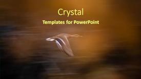  Presentation with duck - Theme enhanced with mallard-duck-anas-platyrhynchos-flying background and a tawny brown colored foreground