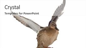  Presentation with duck - Theme with mallard duck at flight start background and a white colored foreground