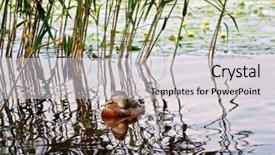  Presentation with floating - Amazing slide set having mallard duck floating in reeds backdrop and a light gray colored foreground