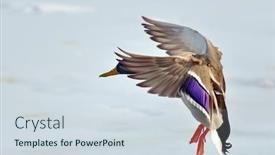  Presentation with danube delta - PPT layouts with mallard-duck-flying-danube-delta background and a sky blue colored foreground