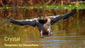  Presentation with danube delta - PPT layouts enhanced with mallard-duck-flying-danube-delta background and a tawny brown colored foreground