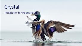  Presentation with duck - Presentation enhanced with mallard duck flying background and a sky blue colored foreground