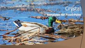  Presentation with duck - Beautiful presentation theme featuring mallard-duck-in-the-blue backdrop and a teal colored foreground