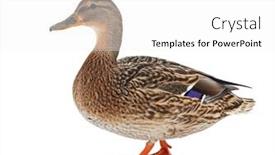  Presentation with brown sugar isolated on white - Beautiful presentation design featuring mallard-duck-isolated-on-white backdrop and a white colored foreground