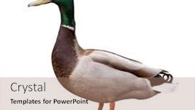  Presentation with duck - Presentation theme with mallard-duck-isolated-on-white background and a coral colored foreground