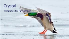  Presentation with duck - Cool new presentation design with duck landing on icy lake backdrop and a sky blue colored foreground