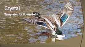  Presentation with duck - PPT layouts consisting of mallard duck landing on pond background and a  colored foreground