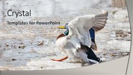  Presentation with spring water - PPT layouts featuring mallard duck landing on spring background and a  colored foreground