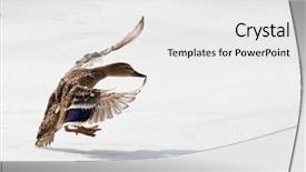  Presentation with cocktail black and white - Presentation theme consisting of mallard duck landing on white background and a white colored foreground