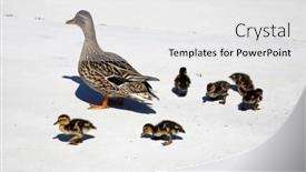  Presentation with living life - Presentation theme having mallard-duck-mother-mallard-duck background and a white colored foreground