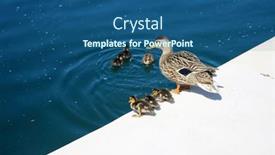  Presentation with living life - Slide set consisting of mallard-duck-mother-mallard-duck background and a ocean colored foreground