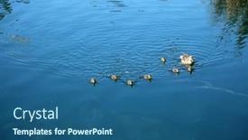  Presentation with duck - Presentation consisting of mallard-duck-mother-mallard-duck background and a ocean colored foreground