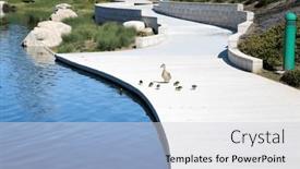  Presentation with living life - Slide set having mallard-duck-mother-mallard-duck background and a  colored foreground