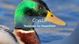  Presentation with duck - Beautiful PPT theme featuring mallard duck on the lake backdrop and a ocean colored foreground
