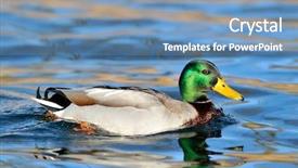  Presentation with duck - Audience pleasing presentation theme consisting of mallard duck on the lake backdrop and a teal colored foreground