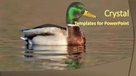 Presentation with maroon bells and maroon lake - Amazing slide set having mallard duck on the lake backdrop and a violet colored foreground
