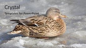  Presentation with duck - Beautiful slide set featuring mallard duck sitting on spring backdrop and a light gray colored foreground