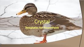  Presentation with duck - Audience pleasing slide set consisting of mallard duck standing on spring backdrop and a tawny brown colored foreground