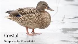  Presentation with duck - Presentation with mallard duck standing on spring background and a light gray colored foreground