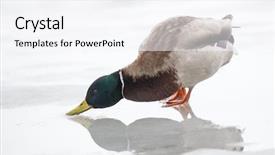  Presentation with fire ice design - Colorful presentation design enhanced with mallard duck standing on spring backdrop and a white colored foreground