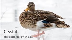  Presentation with fire and ice - PPT theme having mallard duck standing on spring background and a sky blue colored foreground