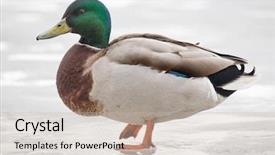  Presentation with ice refrigeration system - Presentation design enhanced with mallard duck standing on spring background and a soft green colored foreground
