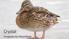  Presentation with ice candy bars - Amazing presentation theme having mallard duck standing on spring backdrop and a light gray colored foreground