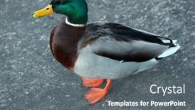  Presentation with duck - Audience pleasing presentation theme consisting of mallard duck standing on a pavement backdrop and a gray colored foreground