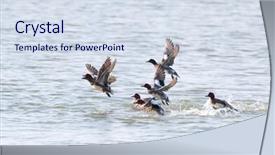  Presentation with lake front - Theme consisting of mallard ducks flying in front background and a sky blue colored foreground