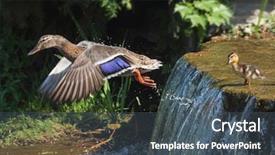  Presentation with familly getting a new born baby - Slides having mallard flying and a baby background and a ocean colored foreground