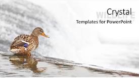  Presentation with duck hunting - Cool new slide deck with mallard or wild duck anas backdrop and a white colored foreground