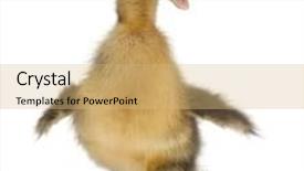  Presentation with duck - PPT layouts consisting of mallard or wild duck anas platyrhynchos 3 weeks old in front of white background background and a yellow colored foreground