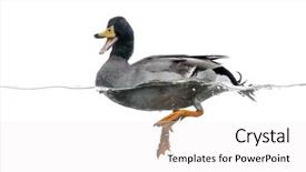 Presentation with floating - Beautiful PPT layouts featuring mallard quacking floating on the water anas platyrhynchos isolated on white backdrop and a white colored foreground