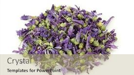  Presentation with tea - Amazing presentation having mallow-flower-tea-isolated backdrop and a coral colored foreground