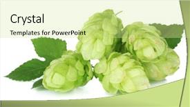  Presentation with hops - Slide set having malt - fresh green hops isolated background and a soft green colored foreground